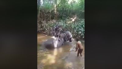 Elefante geme de dor enquanto é agredido com um pau no Sri Lanka - TVI