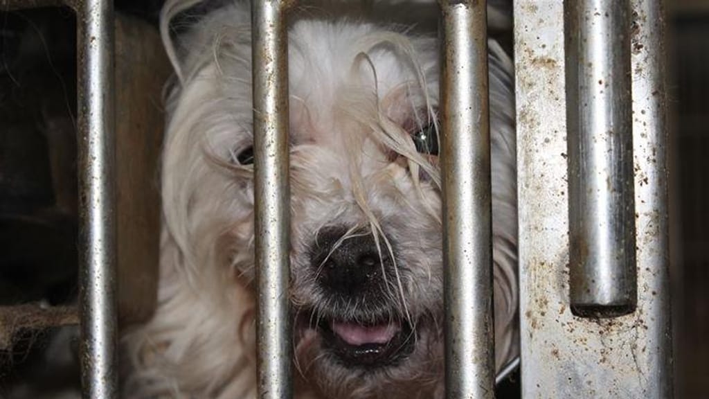 Resgatados quase 200 cães em jaulas numa garagem no Mississipi