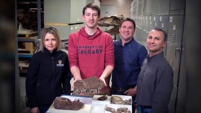 Nova espécie de tiranossauro encontrada no Canadá - TVI