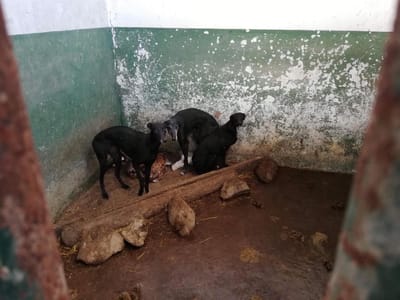 Maus-tratos a animais: Associação de Toureiros diz que é "indigno" ligar caso de João Moura à tauromaquia - TVI