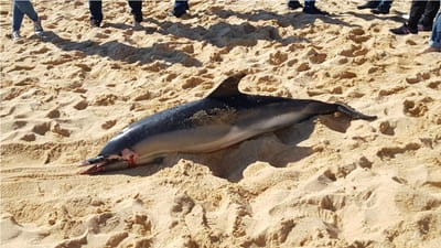 Cadáver de golfinho dá à costa na praia de Armação de Pêra - TVI