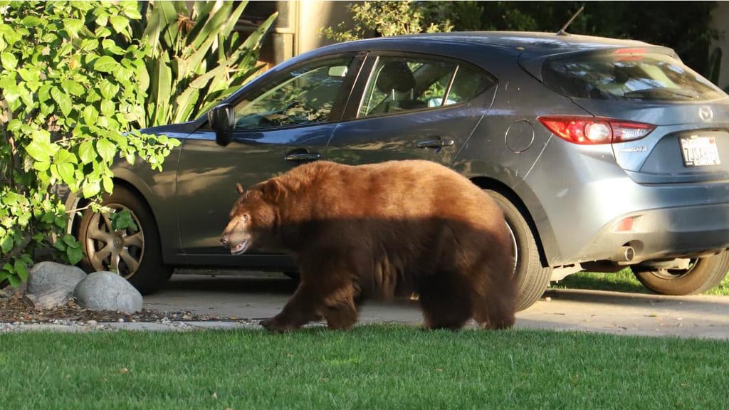 Ursa de 181 quilos passeia pelas casas e escolas de um bairro na Califórnia