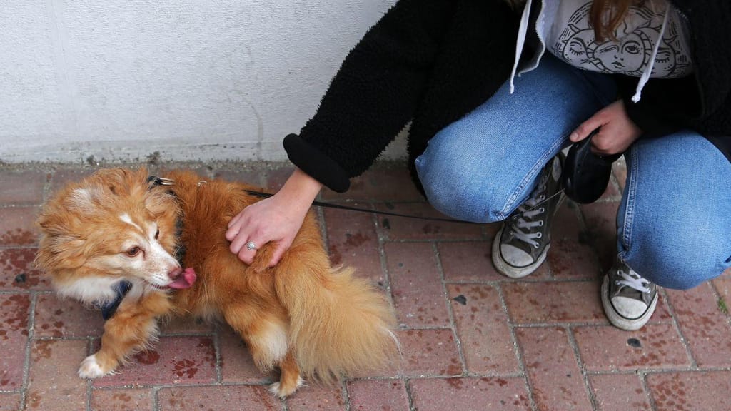 Estudantes de medicina e enfermagem veterinária fazem passeios de cães de grupos de risco