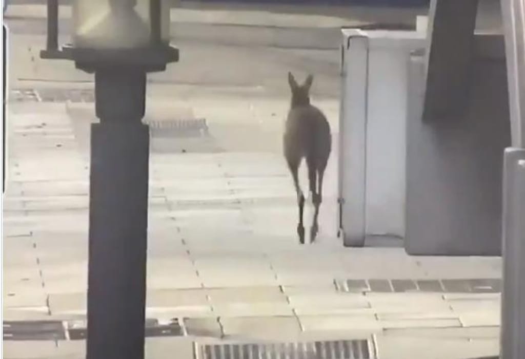 Canguru aproveita calma para passear por cidade australiana