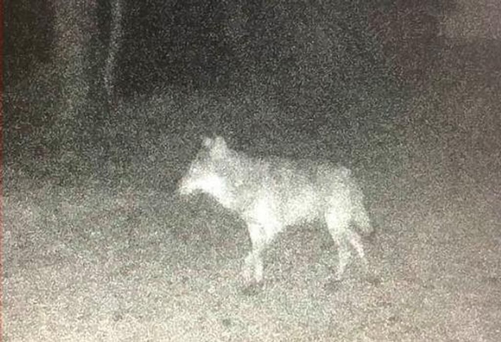Lobo cinzento visto pela primeira vez em 100 anos