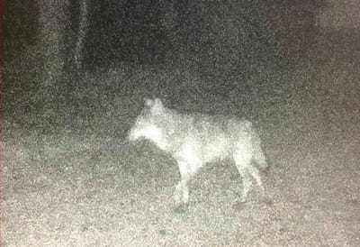 Lobo cinzento é visto pela primeira vez em cem anos na Normandia - TVI
