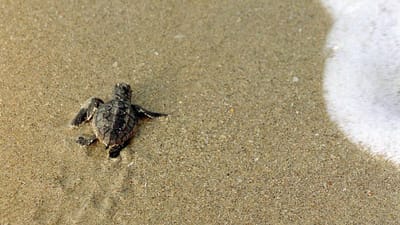Tailândia regista o maior número de ninhos de tartarugas marinhas raras devido à pandemia de Covid-19 - TVI