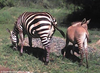 “Zonkey”, a cria rara que nasceu do cruzamento de uma zebra com um burro - TVI