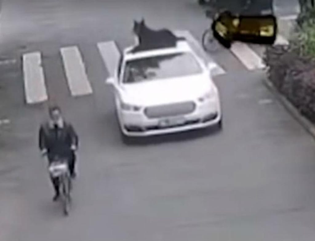 Condutor leva cão no tejadilho do carro (reprodução YouTube «The Paper»)