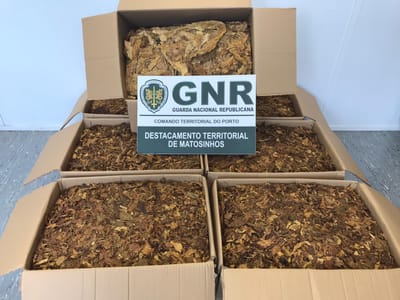 GNR apreende 108 quilos de folha de tabaco em três operações numa empresa da Maia - TVI