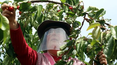 Apanha da cereja no Fundão: "Quando o calor apertar vai ser um pandemónio" - TVI