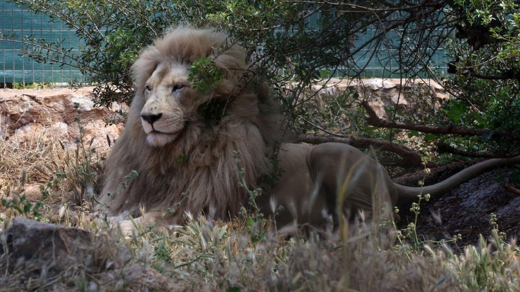 Zoo de Chipre: nasceram duas crias brancas de leões