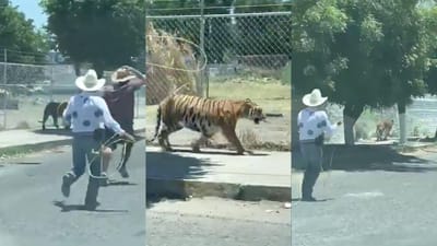 Trio persegue e tenta capturar tigre apenas com uma corda no México - TVI