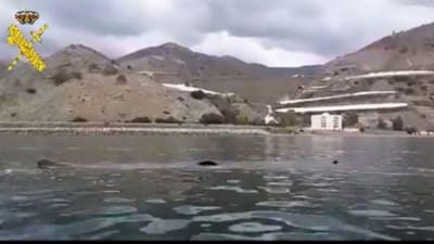 Tubarão com mais de oito metros avistado em praia espanhola - TVI