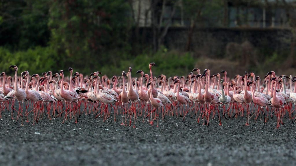 Um mar de flamingos