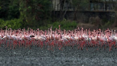 Duas colónias de flamingos estão a nidificar pela primeira vez em Portugal - TVI