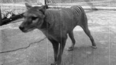 Passados 85 anos, foram divulgadas imagens inéditas do extinto tigre da Tasmânia - TVI