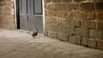 Com menos lixo nas ruas e restaurantes fechados, ratazanas estão a tornar-se extremamente agressivas - TVI