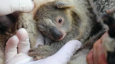 Nasceu o primeiro coala depois dos incêndios na Austrália - TVI