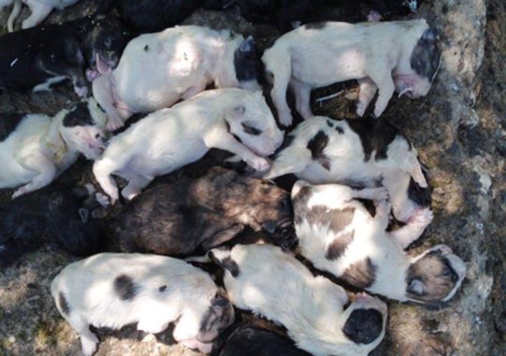 Cachorros encontrados mortos em Gimonde