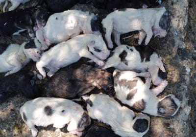 20 crias de cão de gado encontradas mortas dentro de um saco em Gimonde, Bragança - TVI