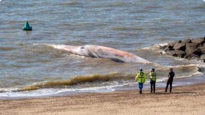 Baleia com 12 metros dá à costa numa praia do Reino Unido - TVI