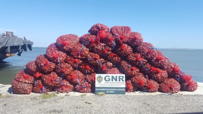 Mais de 850 quilos de amêijoa-japonesa apreendidos na zona do Parque das Nações - TVI