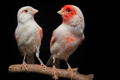 Descoberta portuguesa sobre aves é capa da revista Science - TVI