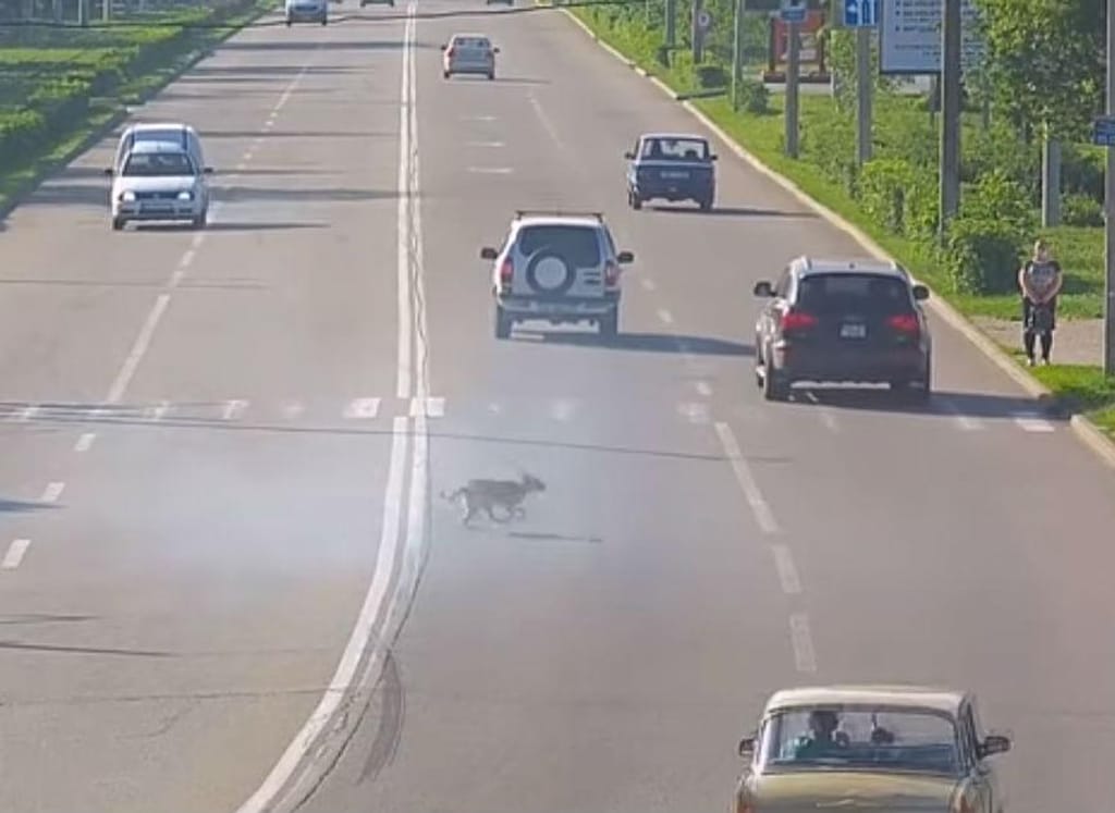 Cão atravessa estrada (rerodução «dnepronet»)