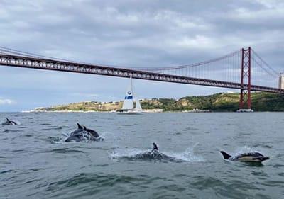 Grupo de golfinhos regressa ao rio Tejo em Lisboa - TVI