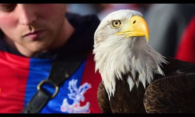 Crystal Palace de luto pela morte da águia - TVI