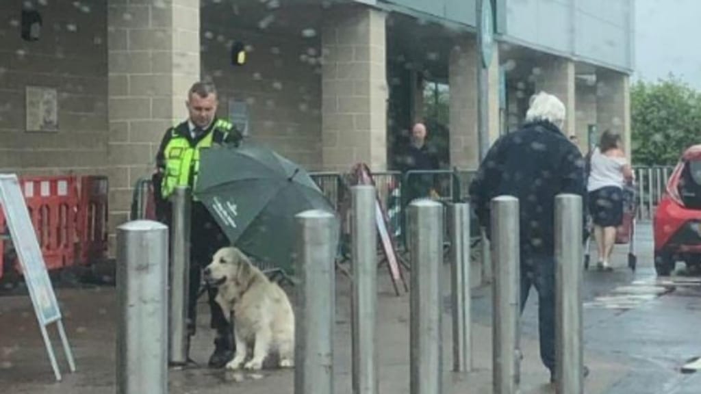 Segurança cede guarda-chuva para proteger cão à chuva
