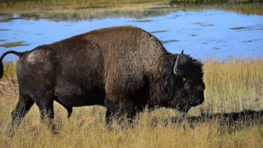 Mulher atacada por bisonte após insistir em fotografia