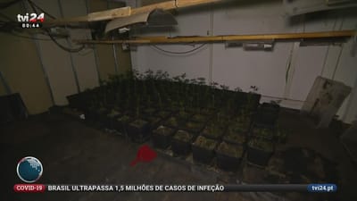 PSP apreendeu milhares de pés de canábis em estufa ilegal no Seixal - TVI
