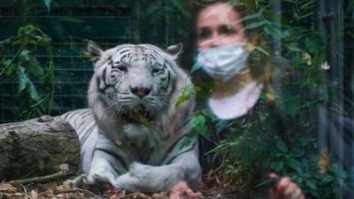 Tigre mata tratadora à frente de visitantes no jardim zoológico de Zurique - TVI