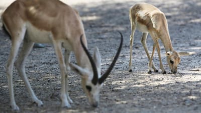 Cerca de 40 gazelas mortas por caçadores furtivos em reserva natural no Níger - TVI