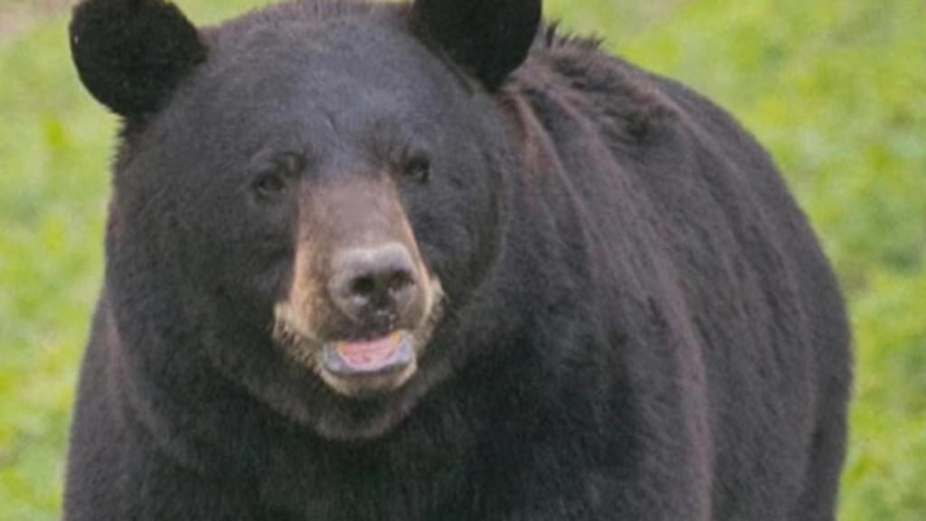 Bruno, o urso que viajou mais de 600 quilómetros em busca de uma companheira