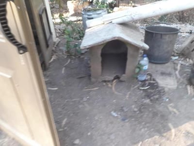 MAI abre inquérito a incêndio que atingiu canis ilegais em Santo Tirso - TVI