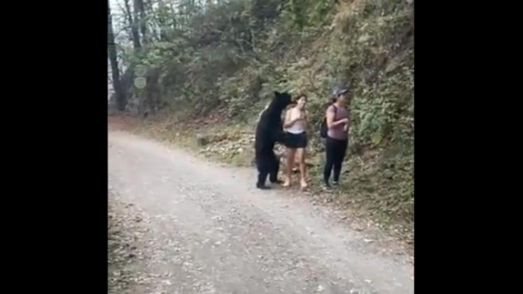 Urso preto surpreende mulher em parque
