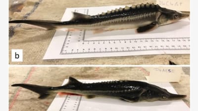 Sturddlefish, o novo peixe criado acidentalmente por cientistas - TVI