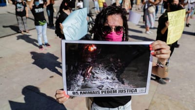 Ativistas exigiram em Santo Tirso justiça no caso dos animais mortos no incêndio de 2020 - TVI