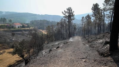 Incêndio dominado em Oleiros: chamas terão consumido seis mil hectares - TVI