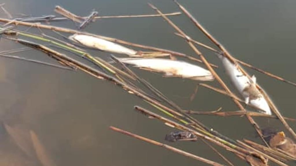 Peixes mortos no Rio Novo do Príncipe