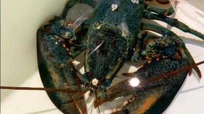 Chef de cozinha recusa-se a preparar lagosta rara e zoológico adota animal - TVI