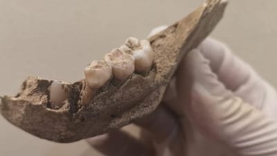 Arqueólogos espanhóis encontram ossadas de crianças com três mil anos - TVI