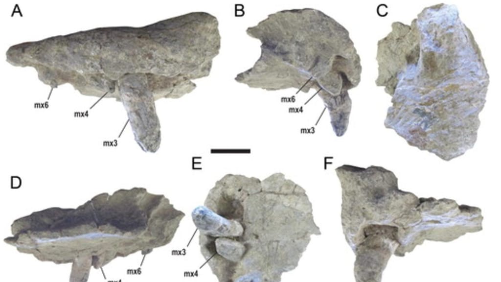 Descobertos fósseis de crocodilos que eram do tamanho de autocarros