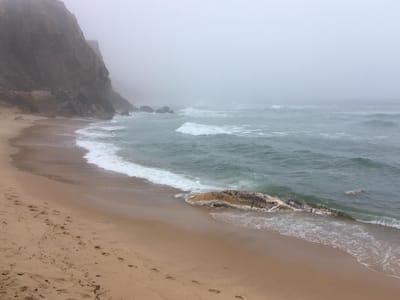 Cadáver de baleia-anã dá à costa na Praia da Formosa, em Silveira - TVI