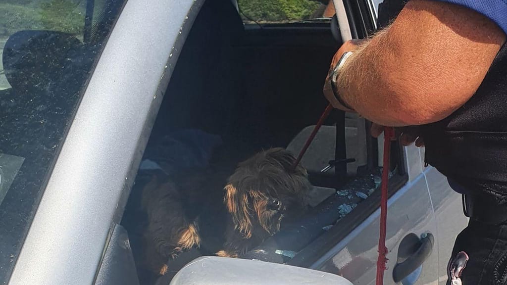 Parte janela de carro para resgatar cão ofegante