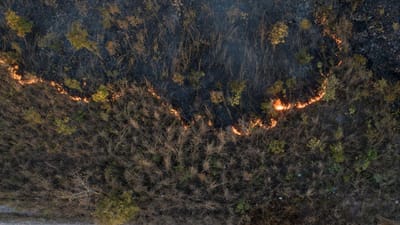 Pantanal brasileiro bate recorde histórico de incêndios em setembro - TVI