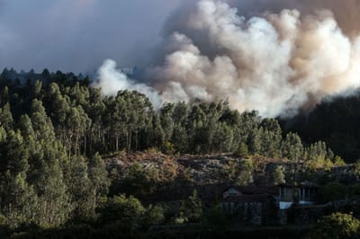 Incêndios em Oliveira de Frades e Sever do Vouga consumiram 2.100 hectares - TVI